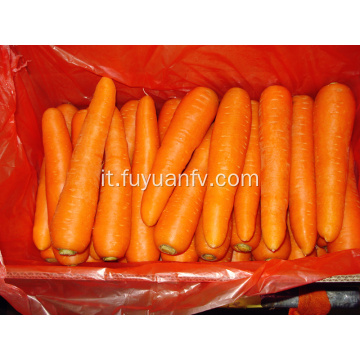 Carota fresca di alta qualità